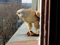 Falcon on our window