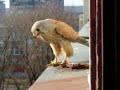 falcon on our window