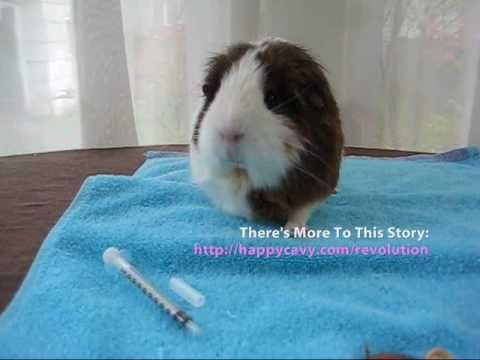 how to treat guinea pig mites