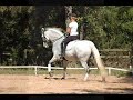 Foundered Horses