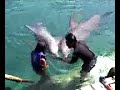Xel Ha Swim with dolphins delfini