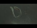 The Eel