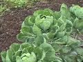 Organic Community Farmer, part 1b Organic Community Farmer, part 1b