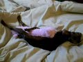 Lexxi the min pin! This happens even with girl dogs! LOL