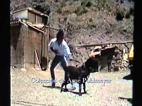 canary island dog