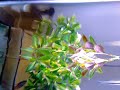 My FW setup explained - Razorback Musk Turtle - Stingray - More!