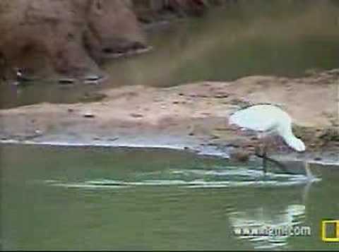 African Spoonbill Fishing at Pete's ...