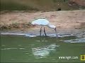 African Spoonbill Fishing at Pete\ African Spoonbill Fishing at Pete\