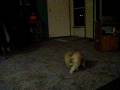videos de Tater and his treats