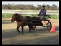 Mustang en maniabilit� (stage attelage � landi)