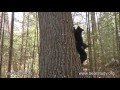 May 2, 2012 - Jewel the Black Bear - Follow Me!
