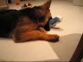 Rambo the German Shepherd