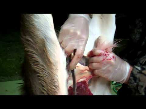 how to properly gut a buck
