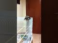 MrBufares - بلبل تغريد كناري  بلابل بو فارس