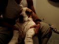 basset hound getting down