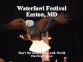 Waterfowl Festival(Dock Dogs), Easton, MD, US - Picture