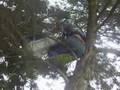 SOS- Kateka on the tree