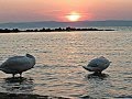 Balaton