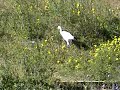CATTLE EGRETS IN LA MARINA