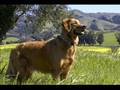 Golden Retrievers - Benefits of Training
