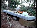 Birdwatching turdus S�bia Branco Albino