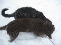 Snow Puppies.AVI