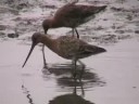 Black-Tailed Godwits at Slimbridge WWT Black-Tailed Godwits at Slimbridge WWT