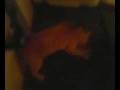 videos de Cat on treadmill