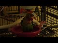 Click here to watch this video How birds take baths