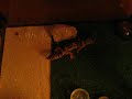 leopardgecko feeding video.AVI