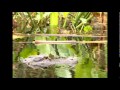 Edward Ball Wakulla State Park, Florida - YouTube
