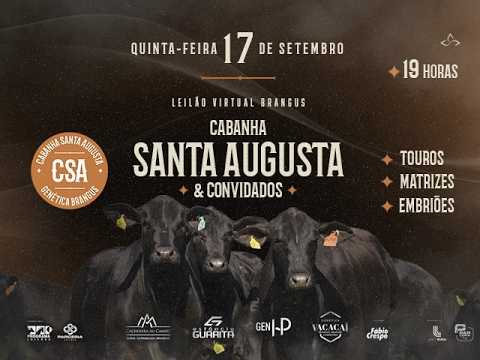 Leilão Virtual Brangus Cabanha Santa Augusta