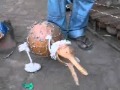 marionnettes en calebasses, balafon, djembé et flûte traditionnelle