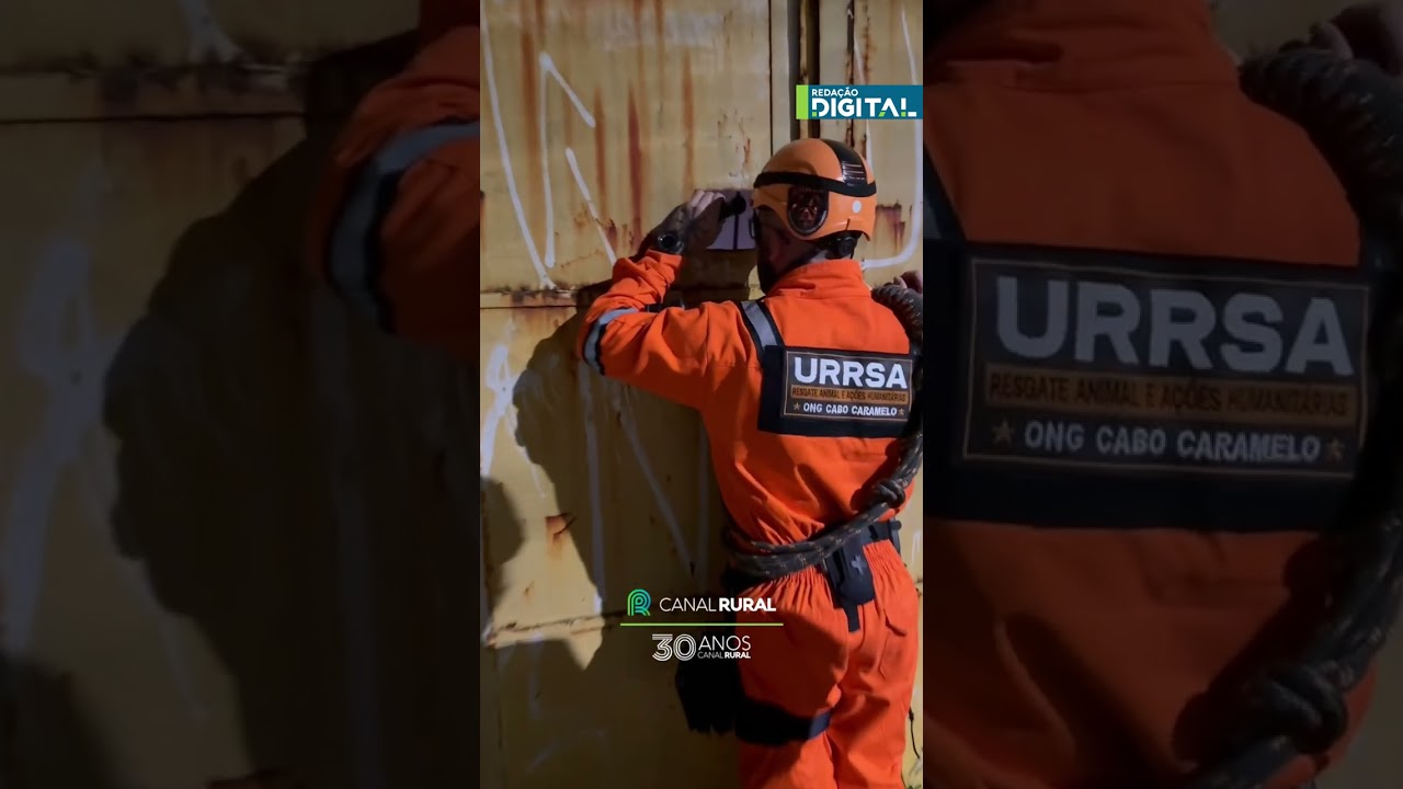 ONG resgata animais durante incêndio em indústria química