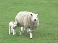 lolsheep from purepwnage.com lolsheep from purepwnage.com