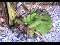 PISANG AJAIB PISANG AJAIB