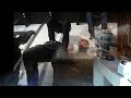 Lazari Mode Gouda (Intro)