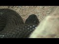 the world's most venomous snake