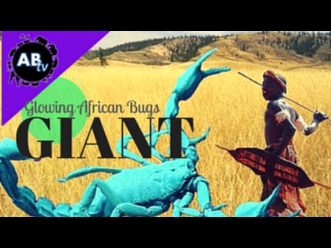 YouTube reptile video
