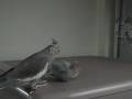 オカメインコと白ボタンインコ