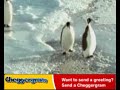 Penguin stress