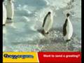 Penguin stress