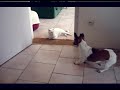 &iexcl;Gato perezoso!