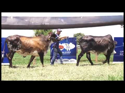 LOTE 064-PROFANA TABÃš/GEMADA IFCA