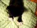 videos de Zuri kneeding.MPG