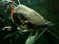 videos de Large Catfish