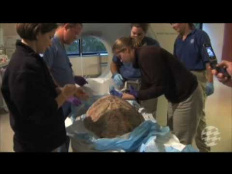 Rescued Loggerhead Sea Turtle CT Scan