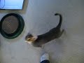 Monkey (Blue Abyssinian male, 7 months) begging for treats