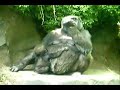 Gorillas Gone Wild