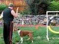 Pit bull Obedience 2